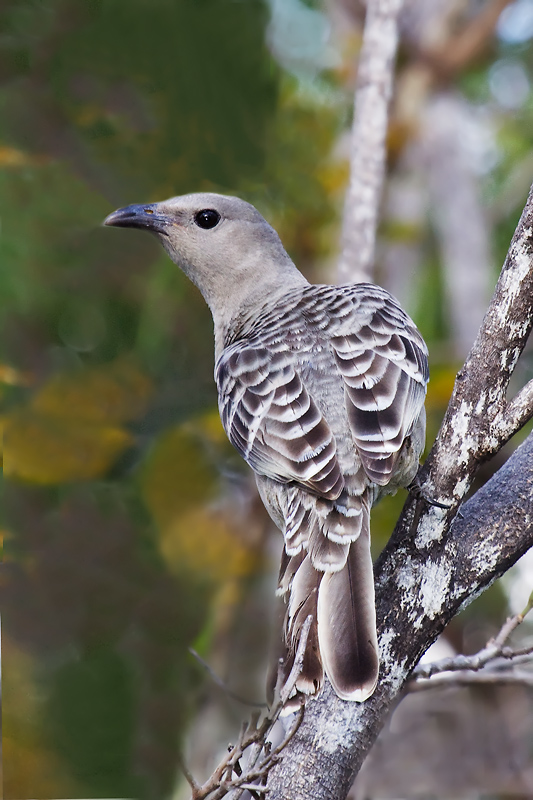 _MG_0365mw.jpg - Great Bowerbird (Chlamydera nuchalis) - Pine Creek, NT